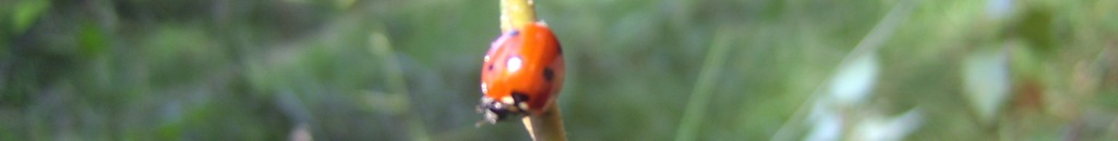 Fu&szlig;banner